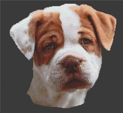 (image for) American Bulldog Puppy
